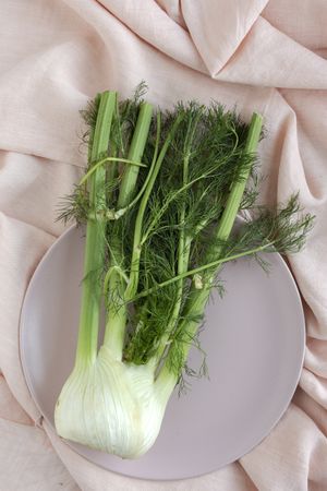 Fresh raw fennel