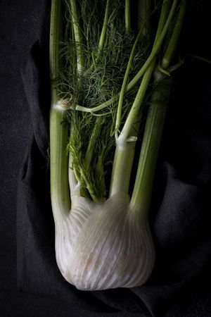 Fresh raw fennel