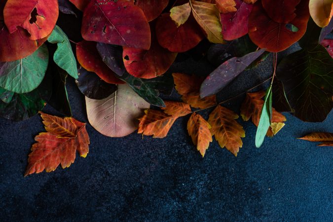 Top view of autumn leaves