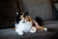 Cat Laying On Couch Photo